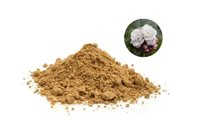 Mua cao khô bạch đồng nữ