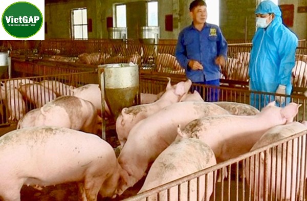 Thú y thủy sản – Khái niệm Vietgap trong chăn nuôi