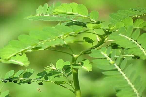 Tìm hiểu chi diệp hạ châu