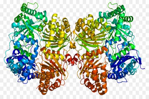 Giải đáp cơ chế tác dụng của enzyme