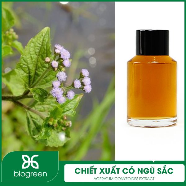 Trong làm đẹp chiết xuất cỏ ngũ sắc có công dụng gì?